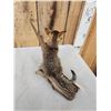 Image 5 : African Baby Wildcat Full Body Taxidermy Mount