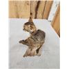 Image 6 : African Baby Wildcat Full Body Taxidermy Mount