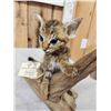Image 7 : African Baby Wildcat Full Body Taxidermy Mount