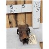 Image 2 : Ancient Whitetail Deer Skull