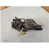 Image 4 : Ancient Whitetail Deer Skull