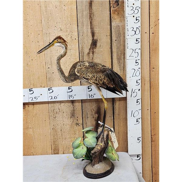 Purple Heron Full Body Bird Taxidermy