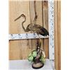 Image 1 : Purple Heron Full Body Bird Taxidermy