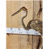 Image 2 : Purple Heron Full Body Bird Taxidermy