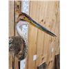 Image 5 : Purple Heron Full Body Bird Taxidermy
