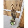 Image 7 : Purple Heron Full Body Bird Taxidermy