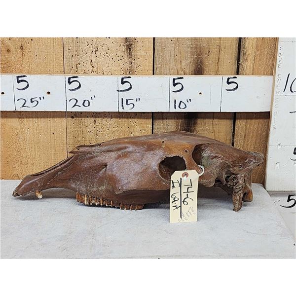 Ancient Historic Horse Skull