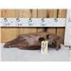 Image 1 : Ancient Historic Horse Skull