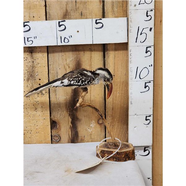 African Red Billed Hornbill Full Body Bird Taxidermy