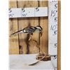 Image 1 : African Red Billed Hornbill Full Body Bird Taxidermy