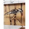 Image 2 : African Red Billed Hornbill Full Body Bird Taxidermy