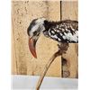 Image 5 : African Red Billed Hornbill Full Body Bird Taxidermy