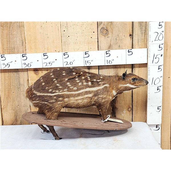 RARE Low Land Paca Full Body Taxidermy Mount