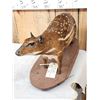 Image 4 : RARE Low Land Paca Full Body Taxidermy Mount