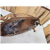 Image 6 : RARE Low Land Paca Full Body Taxidermy Mount