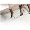 Image 7 : RARE Low Land Paca Full Body Taxidermy Mount