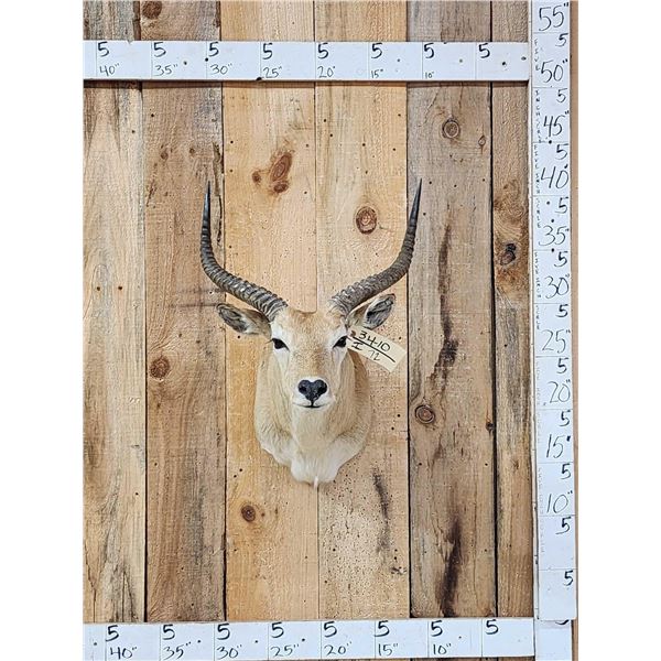 African Comon Lechwe Shoulder Mount Taxidermy