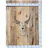 Image 1 : African Comon Lechwe Shoulder Mount Taxidermy