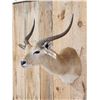 Image 2 : African Comon Lechwe Shoulder Mount Taxidermy
