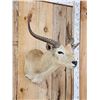 Image 3 : African Comon Lechwe Shoulder Mount Taxidermy