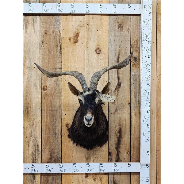 Feral Goat Shoulder Mount Taxidermy
