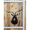 Image 1 : Feral Goat Shoulder Mount Taxidermy