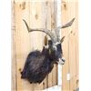 Image 2 : Feral Goat Shoulder Mount Taxidermy