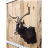 Image 3 : Feral Goat Shoulder Mount Taxidermy