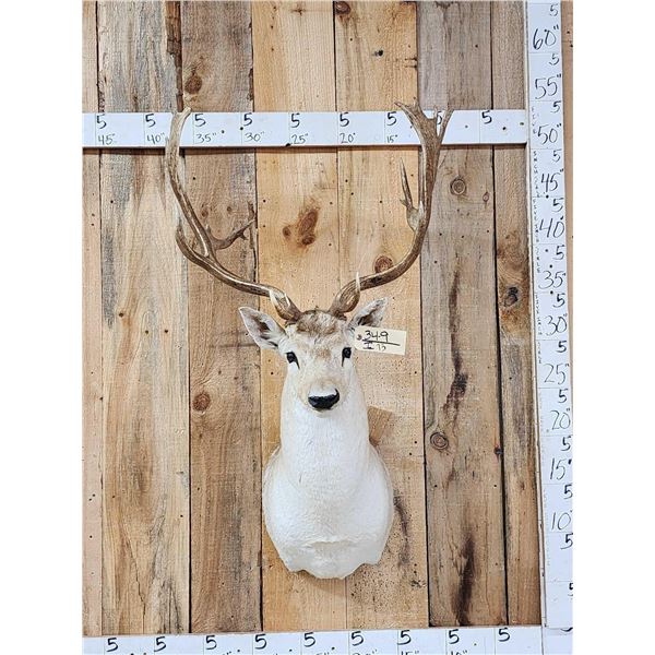 Fallow Deer Shoulder Mount Taxidermy