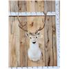Image 1 : Fallow Deer Shoulder Mount Taxidermy