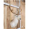 Image 2 : Fallow Deer Shoulder Mount Taxidermy