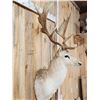 Image 3 : Fallow Deer Shoulder Mount Taxidermy