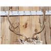 Image 4 : Fallow Deer Shoulder Mount Taxidermy