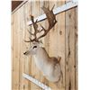 Image 5 : Fallow Deer Shoulder Mount Taxidermy