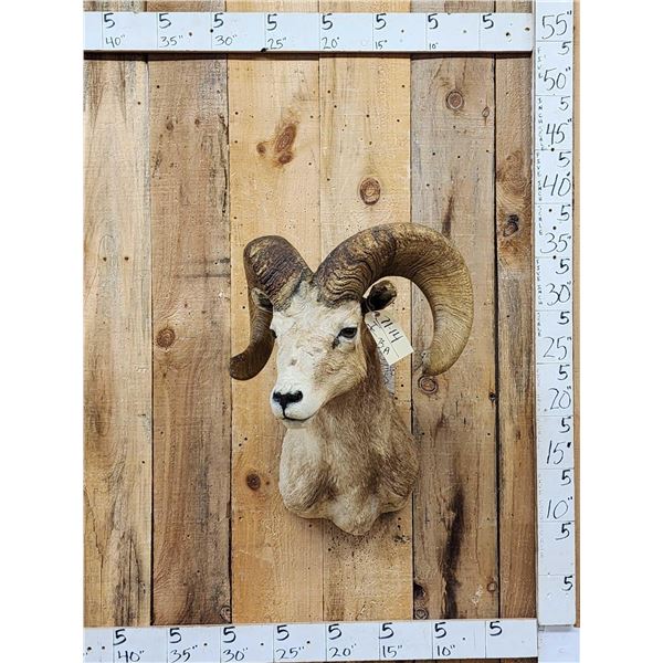 Desert Bighorn Sheep Shoulder Mount Taxidermy