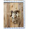 Image 1 : Desert Bighorn Sheep Shoulder Mount Taxidermy