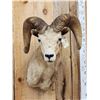 Image 3 : Desert Bighorn Sheep Shoulder Mount Taxidermy