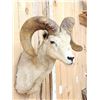 Image 4 : Desert Bighorn Sheep Shoulder Mount Taxidermy