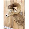 Image 5 : Desert Bighorn Sheep Shoulder Mount Taxidermy