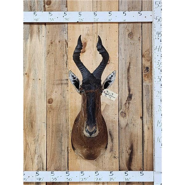 African Hartebeest Shoulder Mount Taxidermy