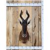 Image 1 : African Hartebeest Shoulder Mount Taxidermy