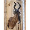 Image 2 : African Hartebeest Shoulder Mount Taxidermy