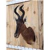 Image 3 : African Hartebeest Shoulder Mount Taxidermy