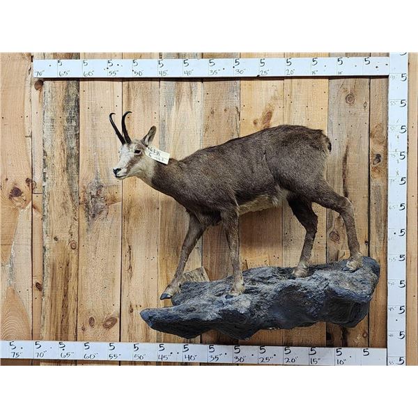 Alpine Chamois Full Body Taxidermy Mount