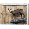 Image 1 : Alpine Chamois Full Body Taxidermy Mount