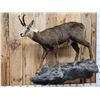 Image 2 : Alpine Chamois Full Body Taxidermy Mount