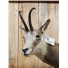 Image 3 : Alpine Chamois Full Body Taxidermy Mount