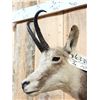 Image 4 : Alpine Chamois Full Body Taxidermy Mount