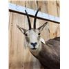 Image 5 : Alpine Chamois Full Body Taxidermy Mount