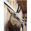 Image 6 : Alpine Chamois Full Body Taxidermy Mount